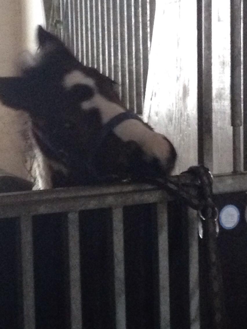 Barockpinto Honorous Jorg Ancrath billede 18