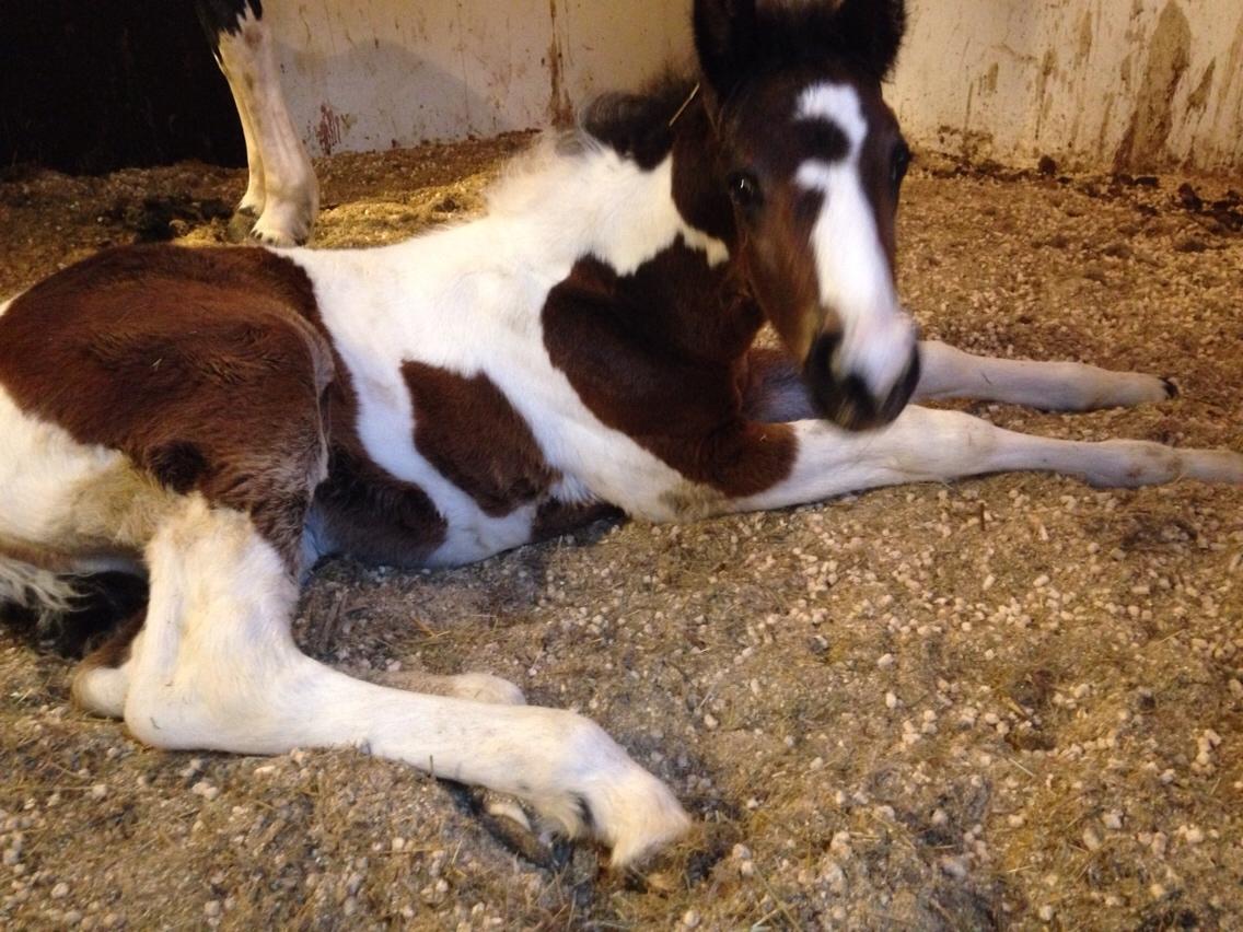 Barockpinto Honorous Jorg Ancrath billede 19