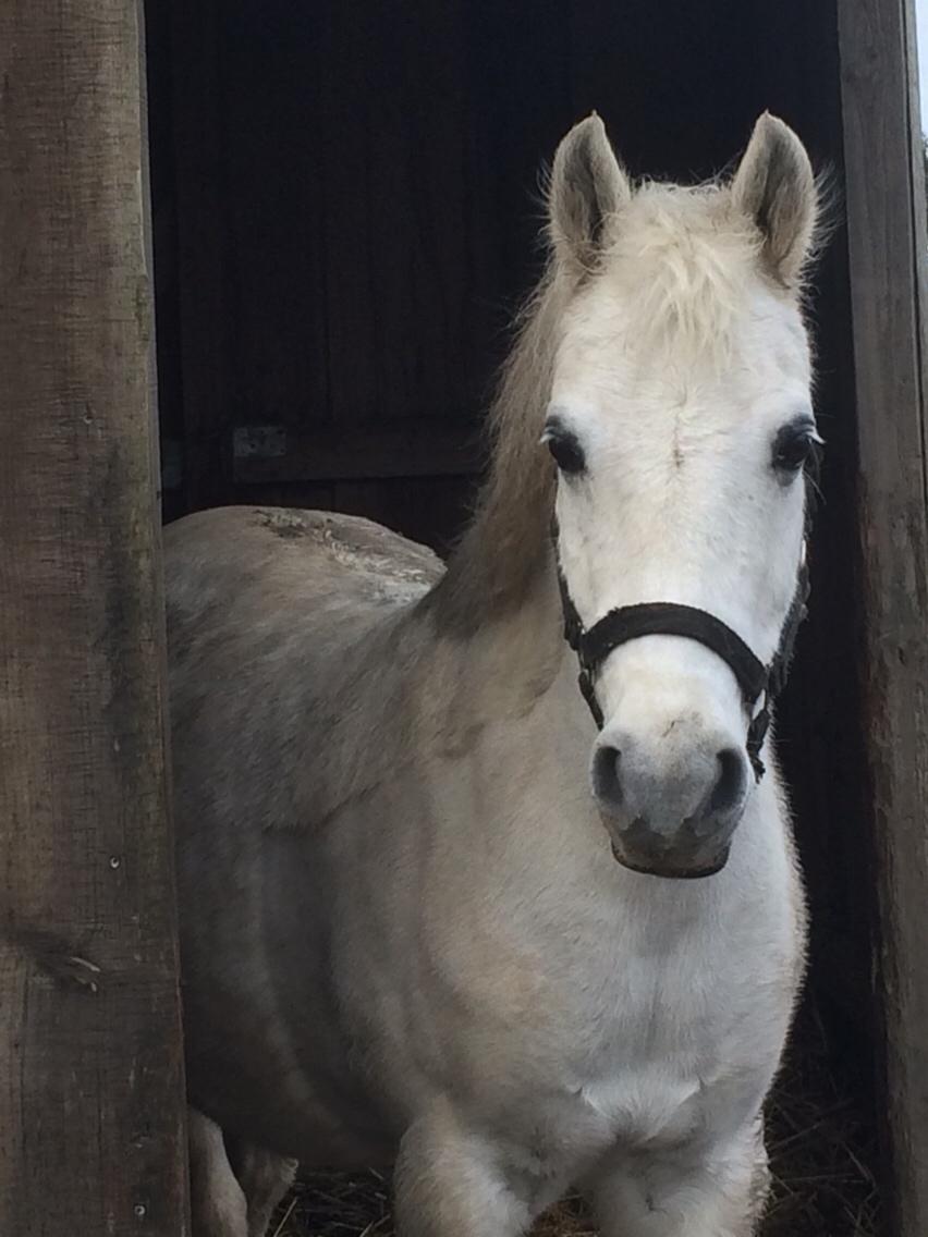 Anden særlig race - Ullive [Udlånt] billede 10