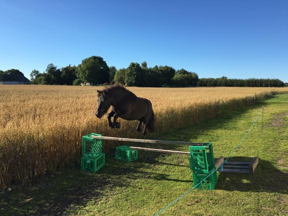 Anden særlig race Manse billede 16
