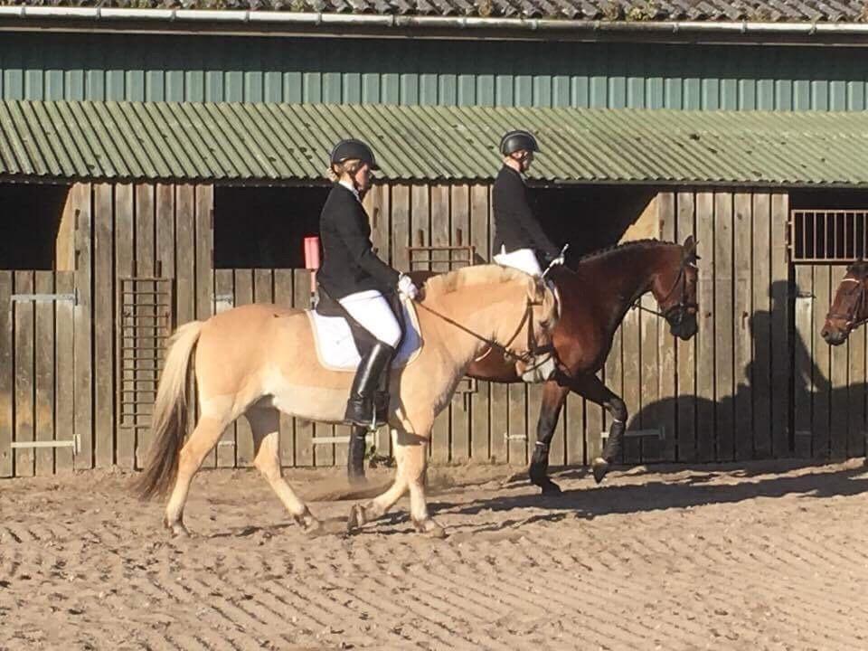 Fjordhest Græsmarkens Noma billede 19