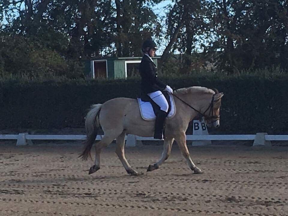 Fjordhest Græsmarkens Noma billede 24