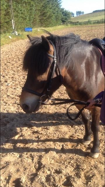 Anden særlig race Felix billede 1