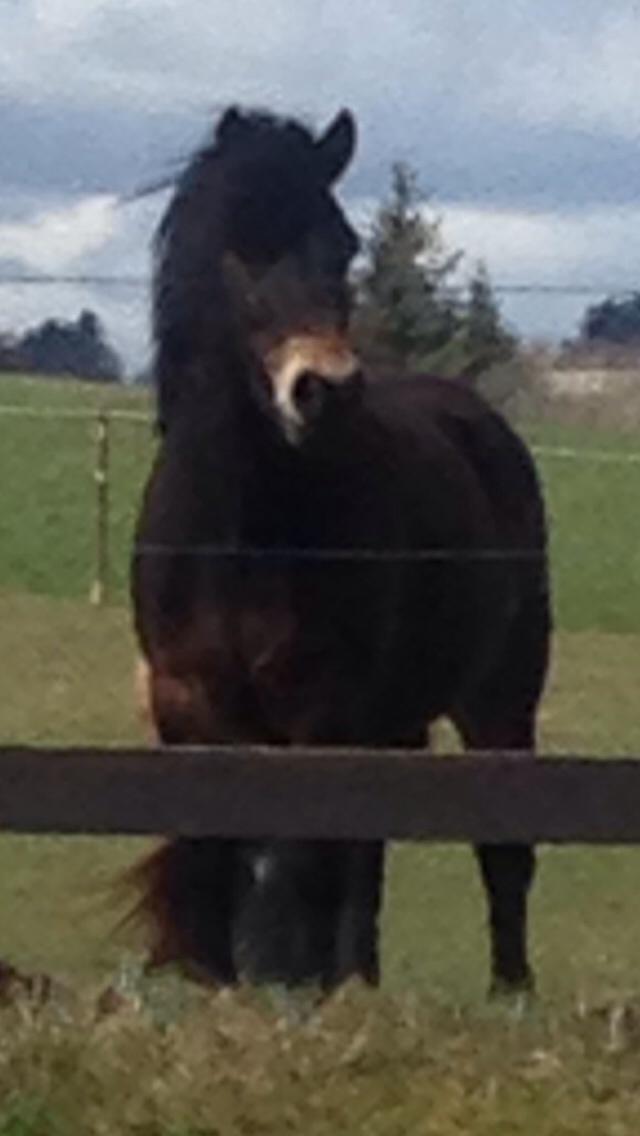 Anden særlig race Felix billede 4