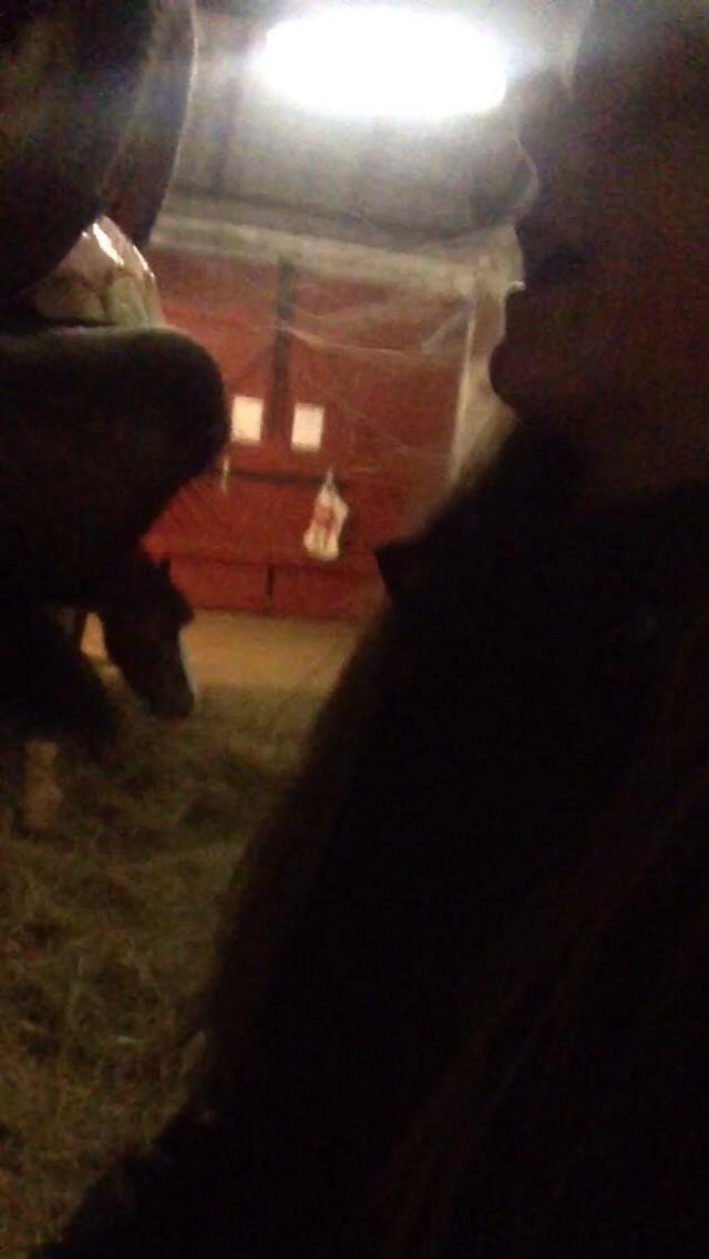 Anden særlig race Felix billede 5