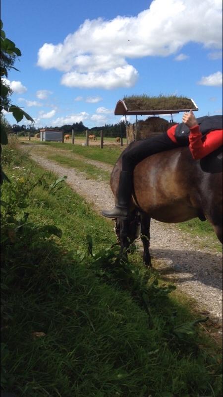 Anden særlig race Felix billede 3