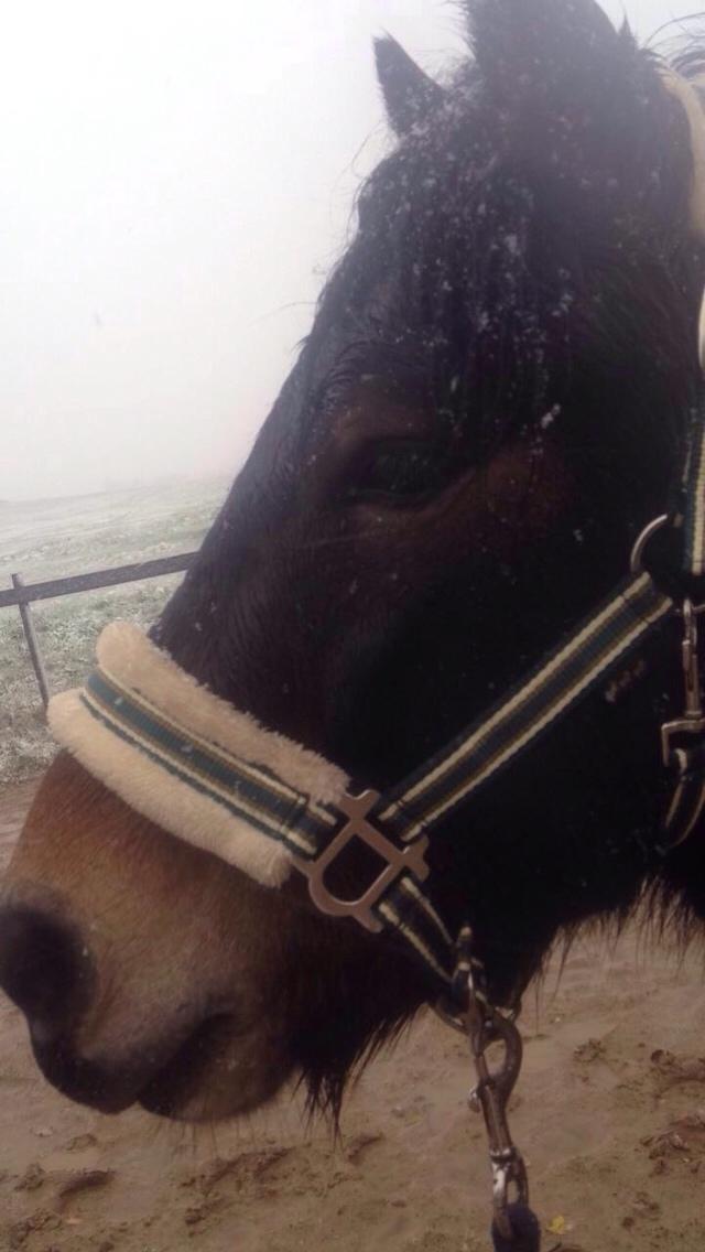 Anden særlig race Felix billede 7