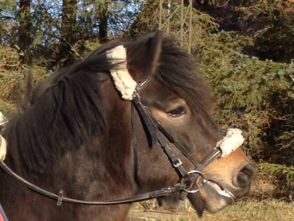 Anden særlig race Felix billede 6