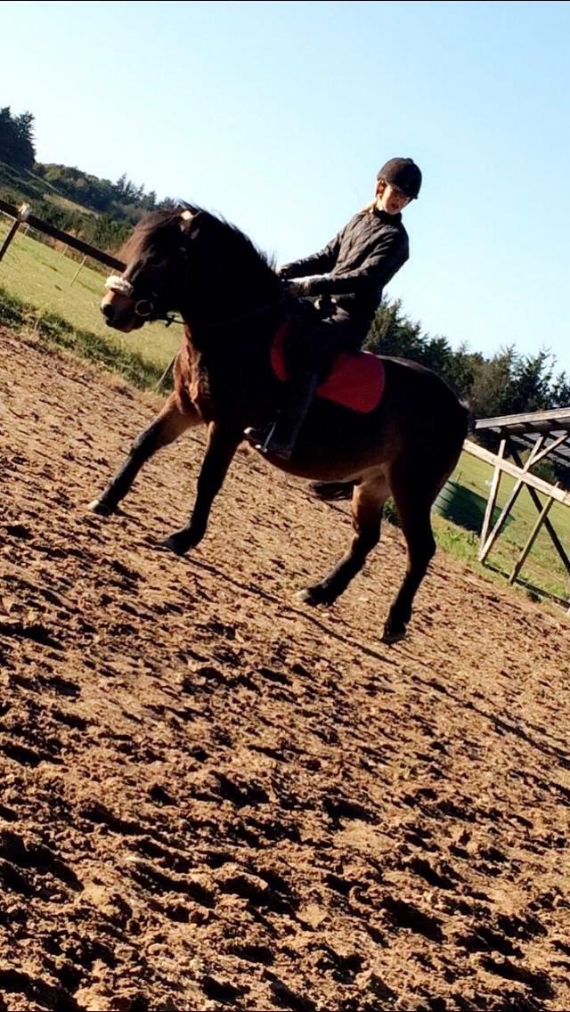 Anden særlig race Felix billede 10