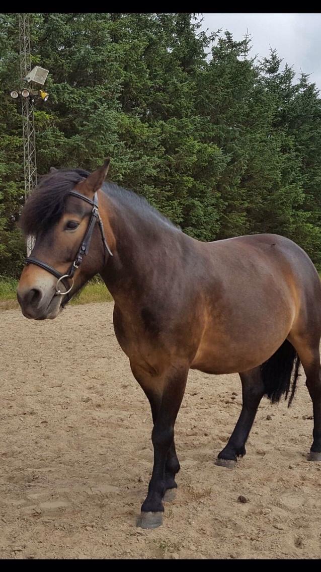 Anden særlig race Felix billede 12