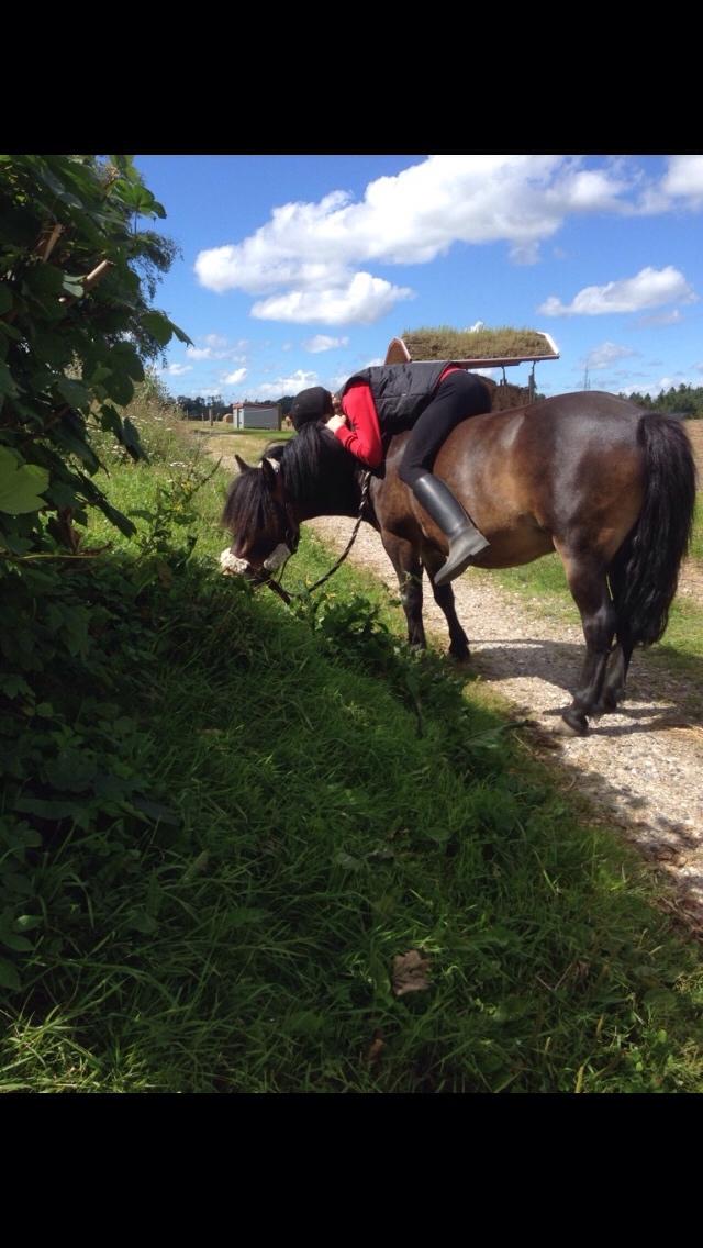 Anden særlig race Felix billede 13