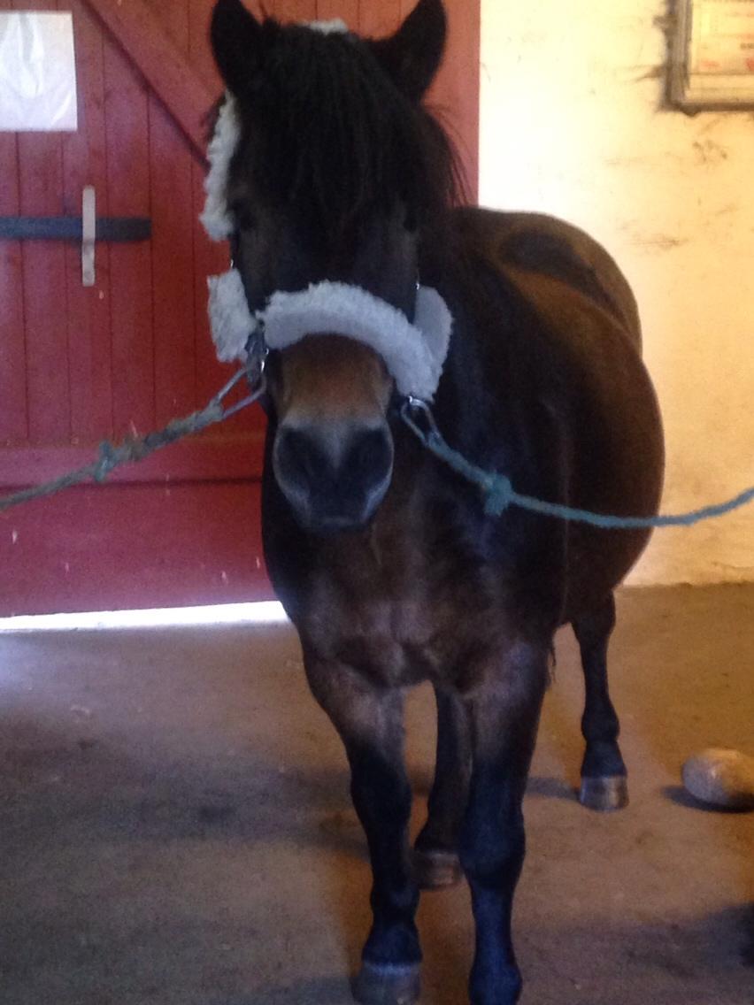 Anden særlig race Felix billede 11