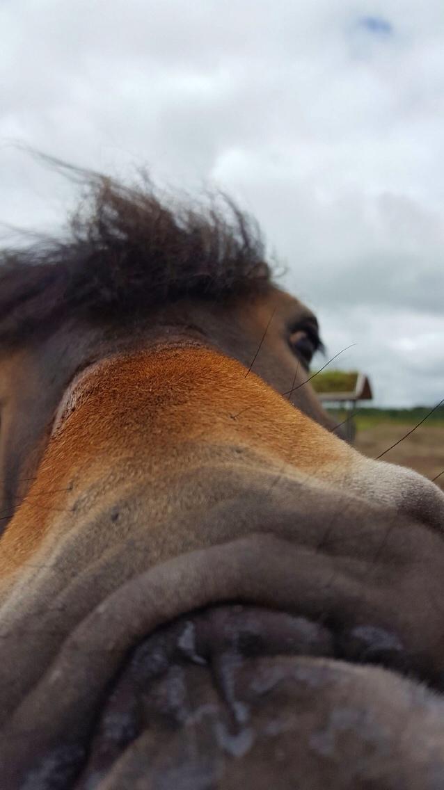 Anden særlig race Felix billede 14