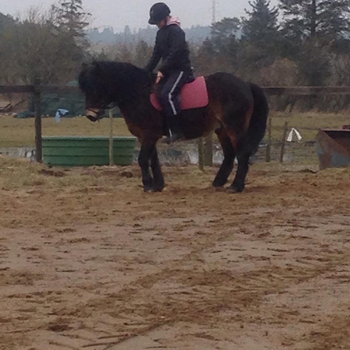 Anden særlig race Felix billede 15