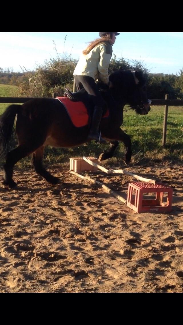 Anden særlig race Felix billede 16