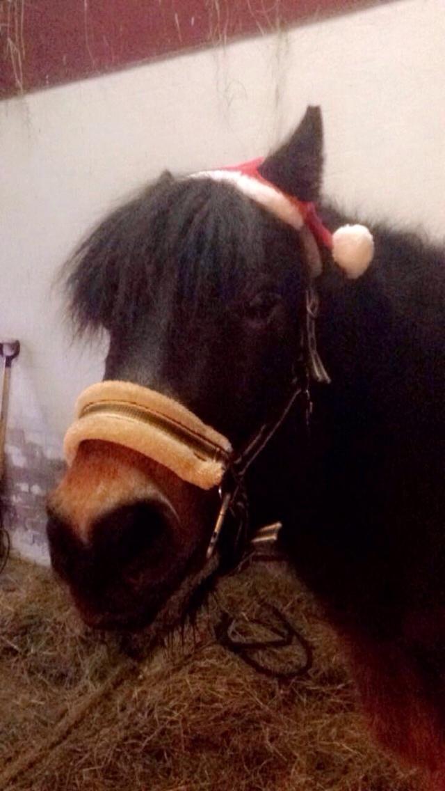 Anden særlig race Felix billede 18