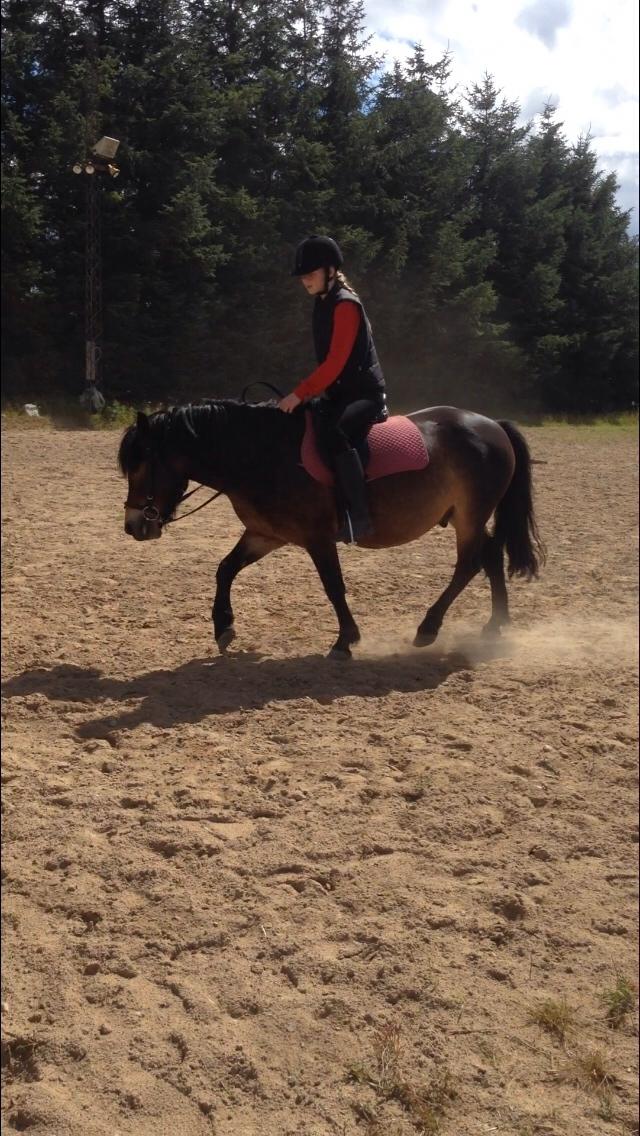 Anden særlig race Felix billede 19