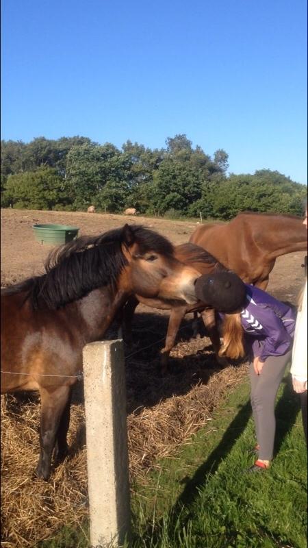 Anden særlig race Felix billede 20
