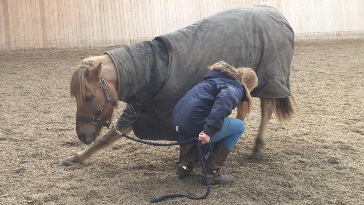 Anden særlig race Stald ax golden extreem billede 4