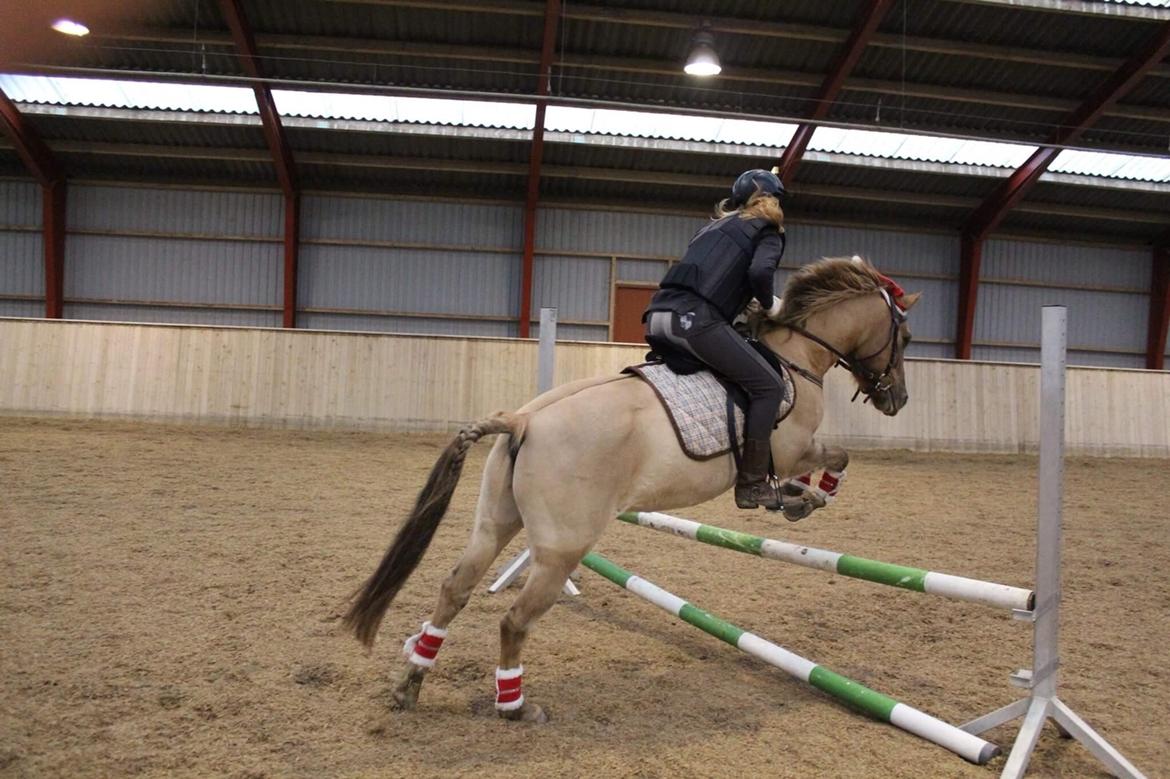 Anden særlig race Stald ax golden extreem billede 8