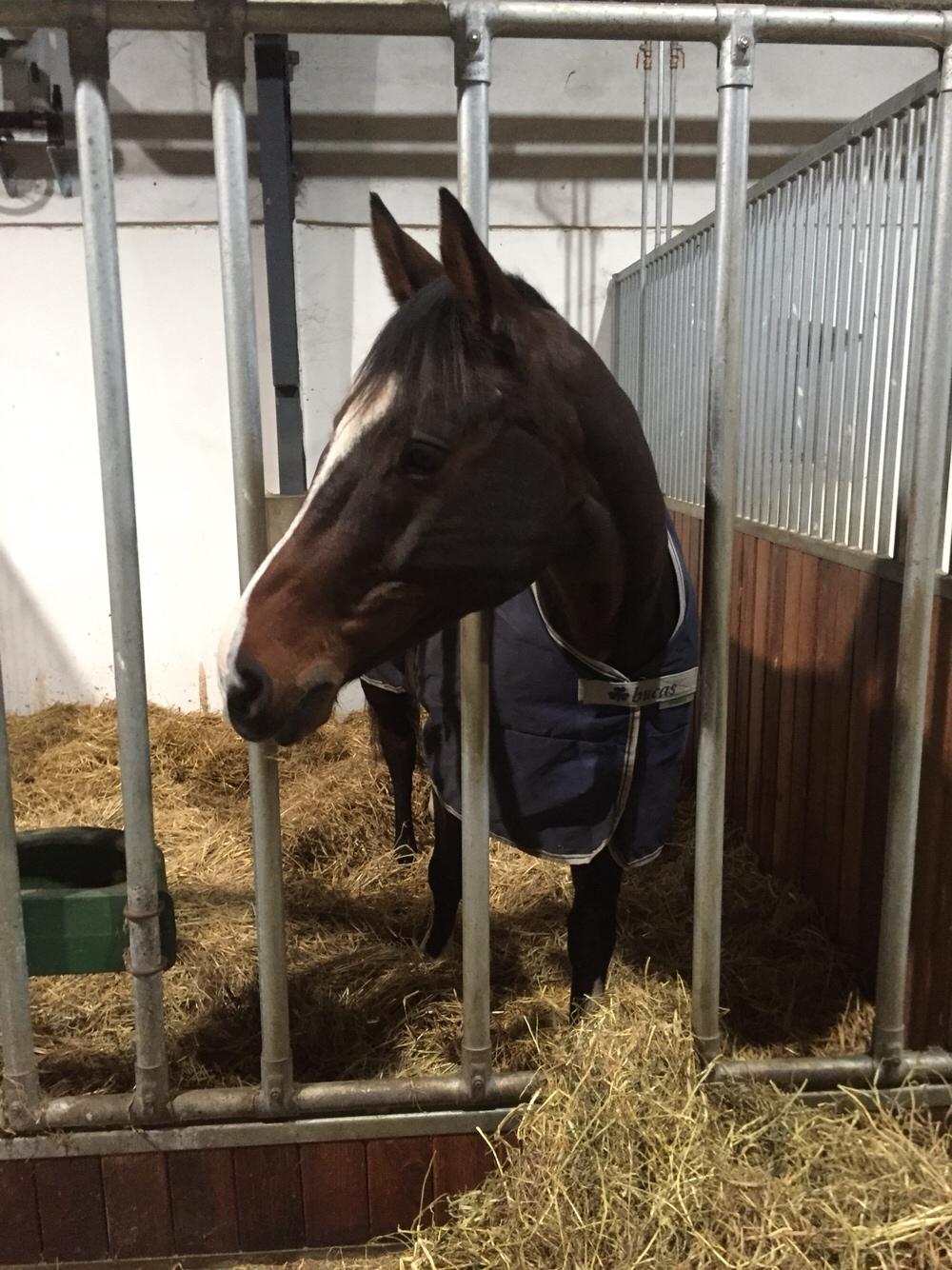 Dansk Varmblod Surely Perfect billede 3