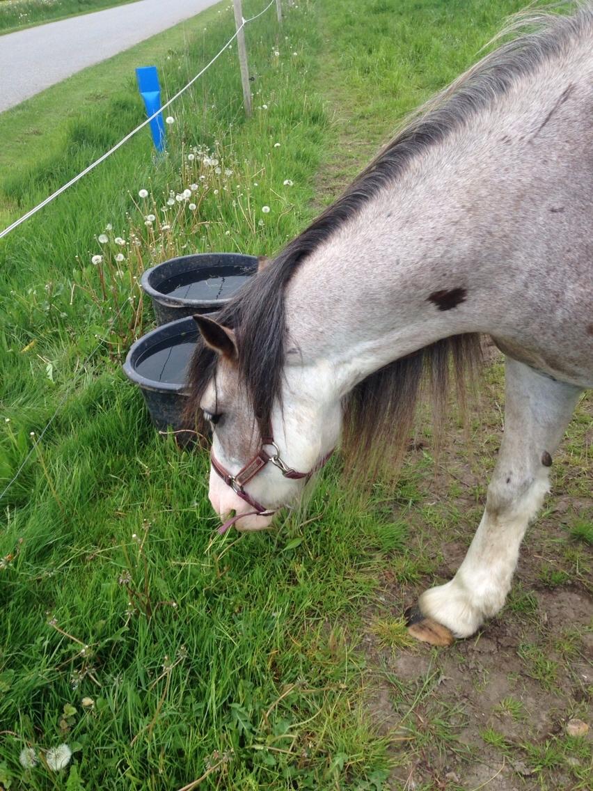Irish Cob Kijofreg's Acapella (pelsen) solgt billede 30