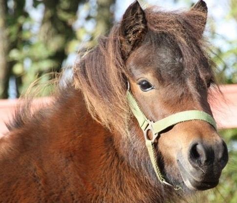 Anden særlig race Stella (solgt) billede 1