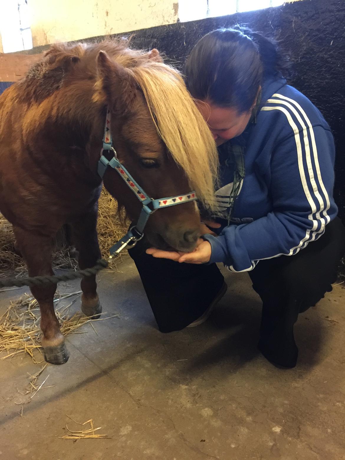 Miniature Godt's Charming Boy billede 1