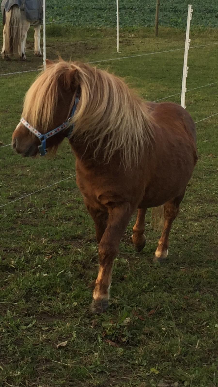 Miniature Godt's Charming Boy billede 2