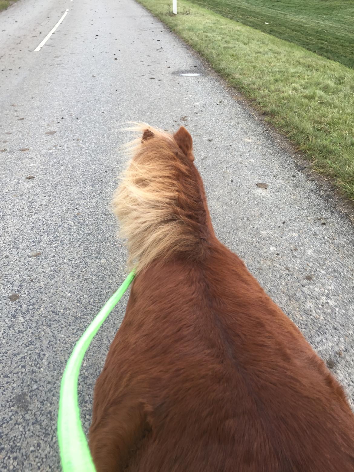 Miniature Godt's Charming Boy billede 5