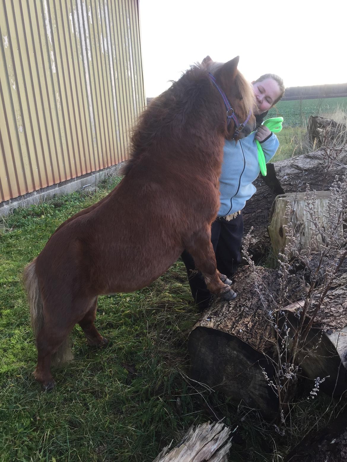 Miniature Godt's Charming Boy billede 8