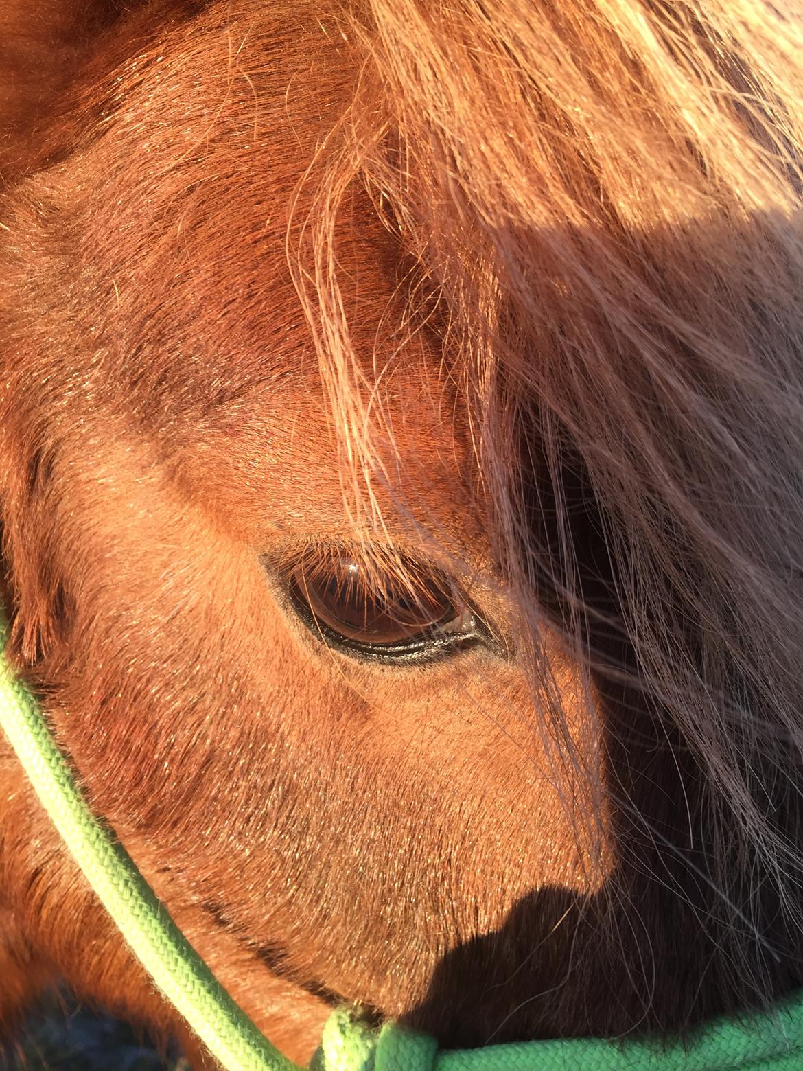 Miniature Godt's Charming Boy billede 10