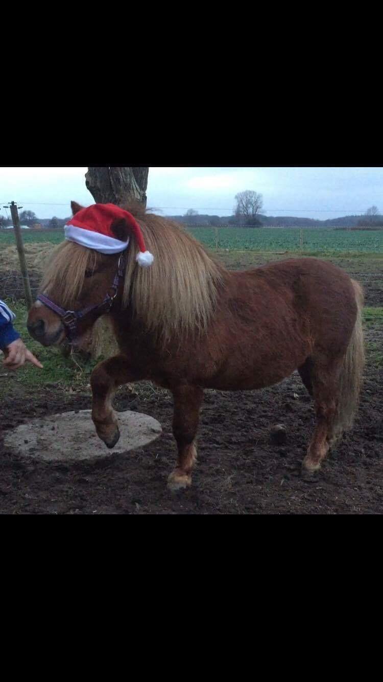 Miniature Godt's Charming Boy billede 13