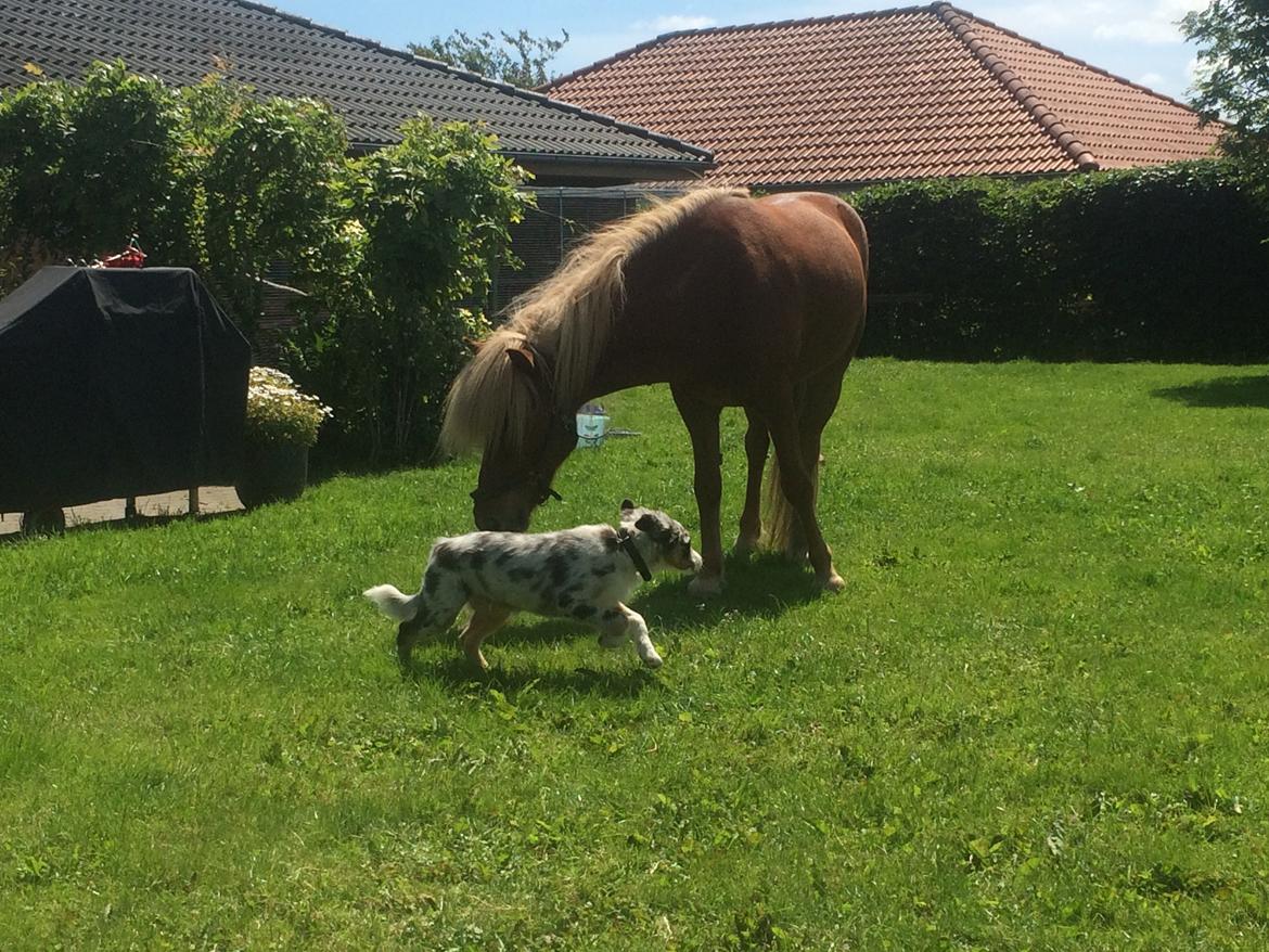 Islænder Ljúfur fra Yggdrasil billede 7