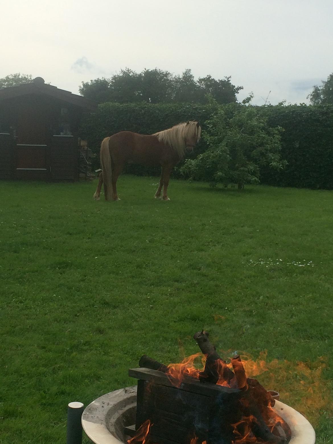Islænder Ljúfur fra Yggdrasil billede 8