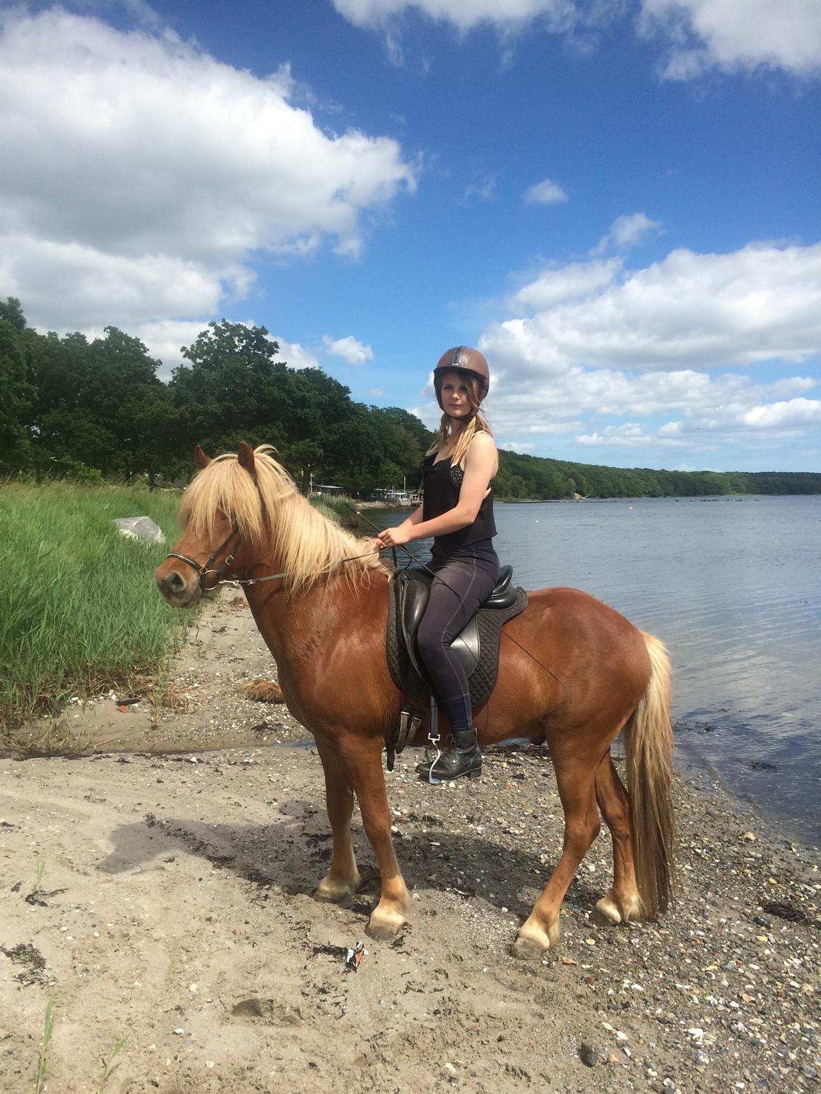 Islænder Ljúfur fra Yggdrasil billede 9