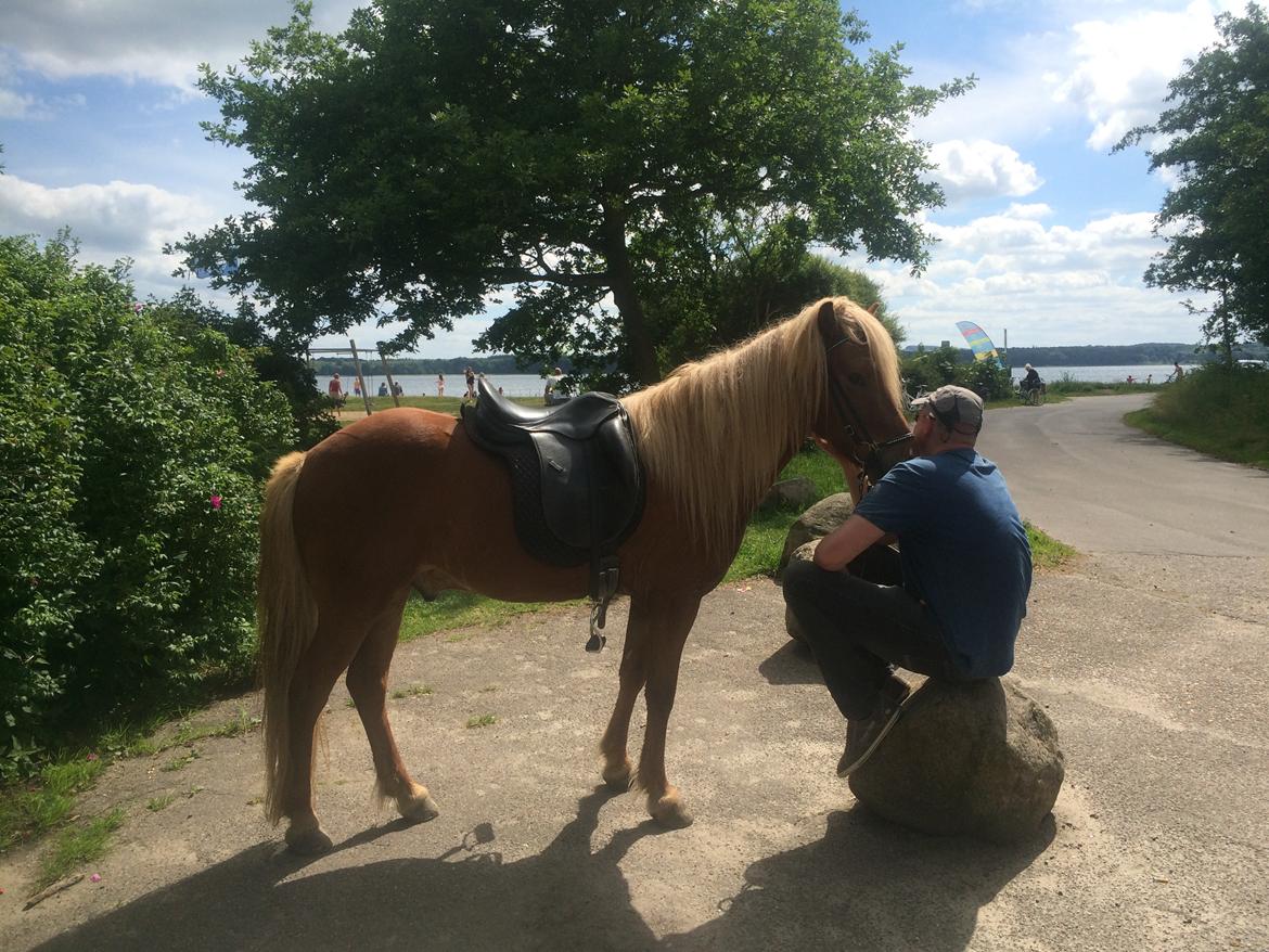 Islænder Ljúfur fra Yggdrasil billede 10