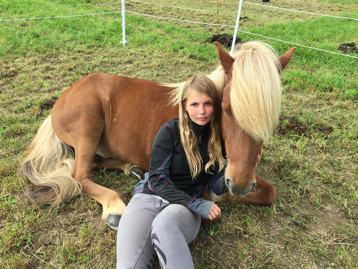 Islænder Ljúfur fra Yggdrasil billede 11