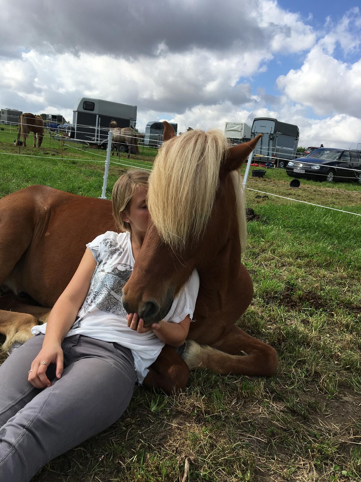 Islænder Ljúfur fra Yggdrasil billede 12