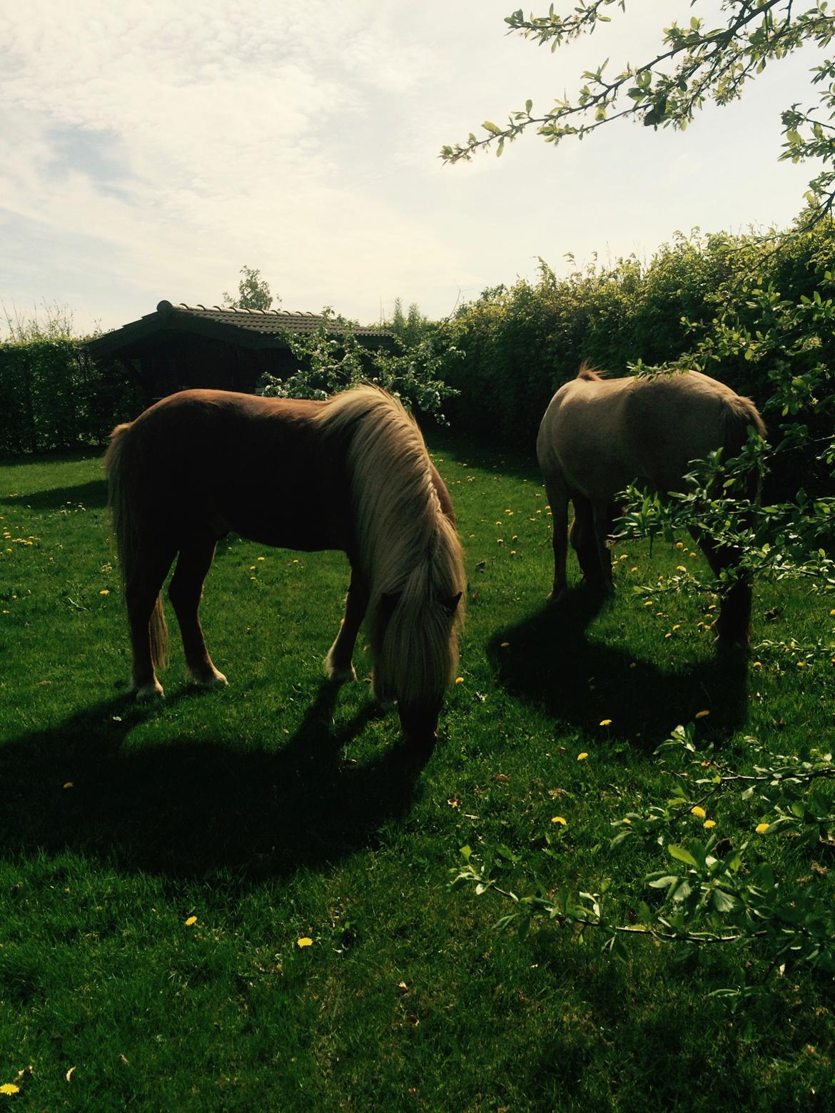 Islænder Ljúfur fra Yggdrasil billede 14