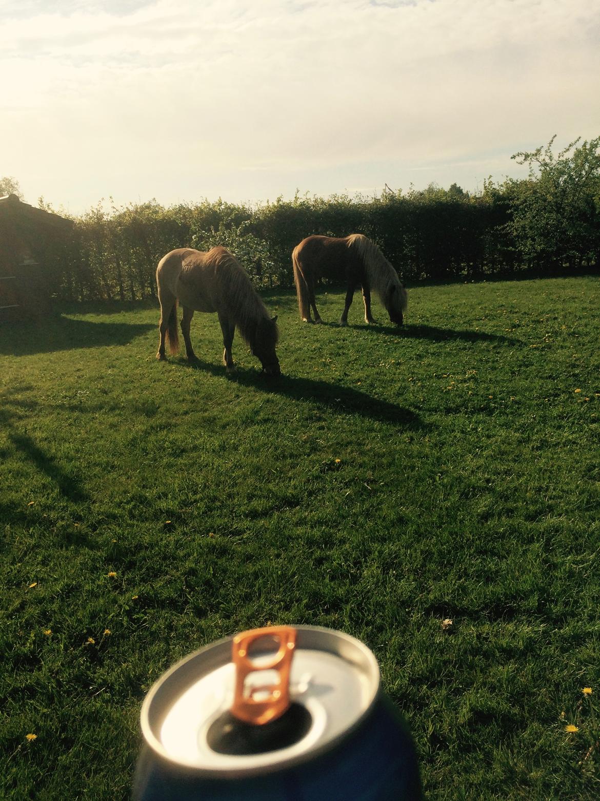 Islænder Ljúfur fra Yggdrasil billede 15