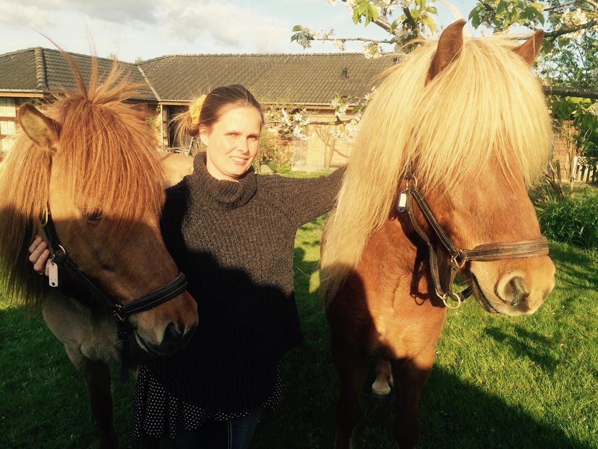 Islænder Ljúfur fra Yggdrasil billede 19