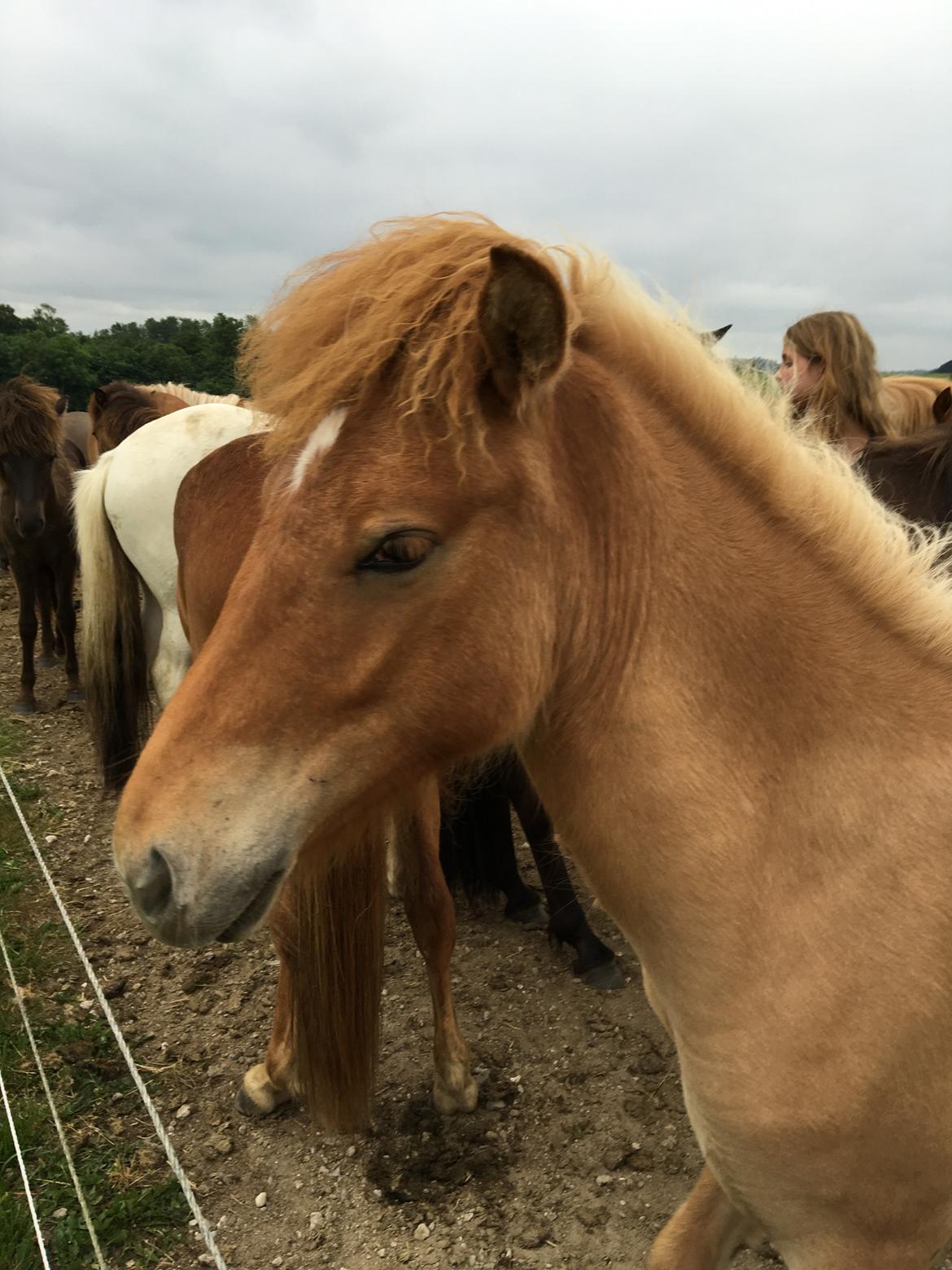 Islænder Fjalladís Fra Nordal billede 2