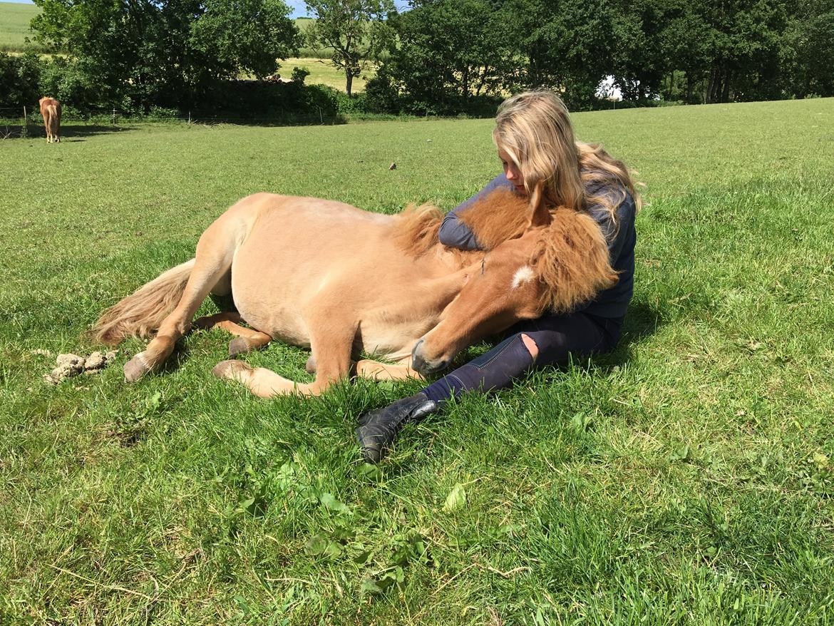 Islænder Fjalladís Fra Nordal billede 3