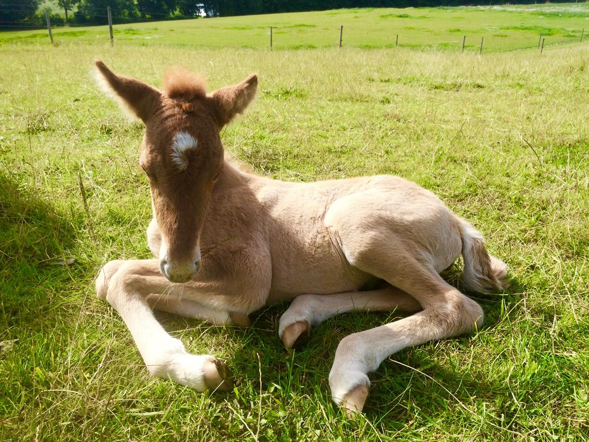 Islænder Fjalladís Fra Nordal billede 5