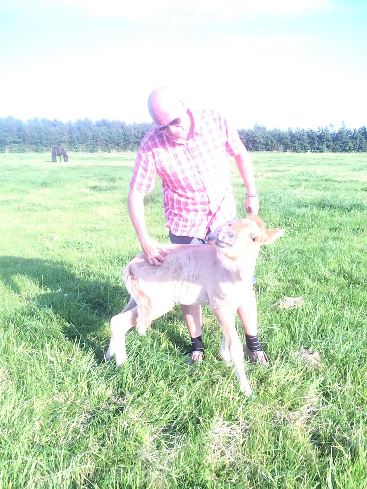 Islænder Fjalladís Fra Nordal billede 9