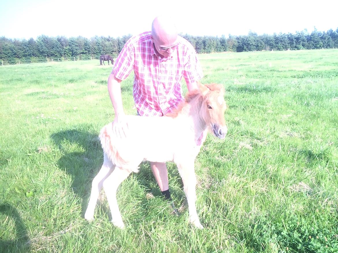 Islænder Fjalladís Fra Nordal billede 14