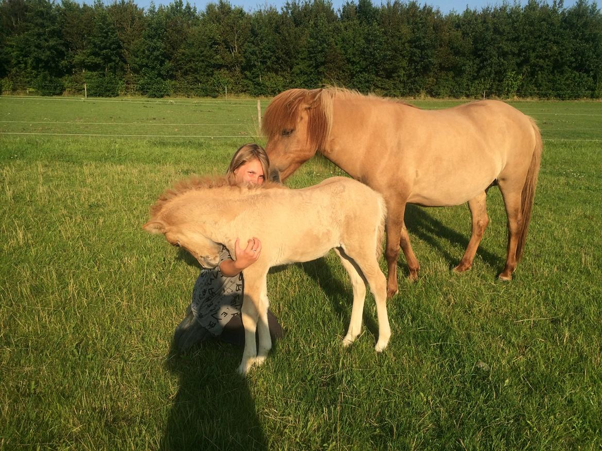 Islænder Fjalladís Fra Nordal billede 10