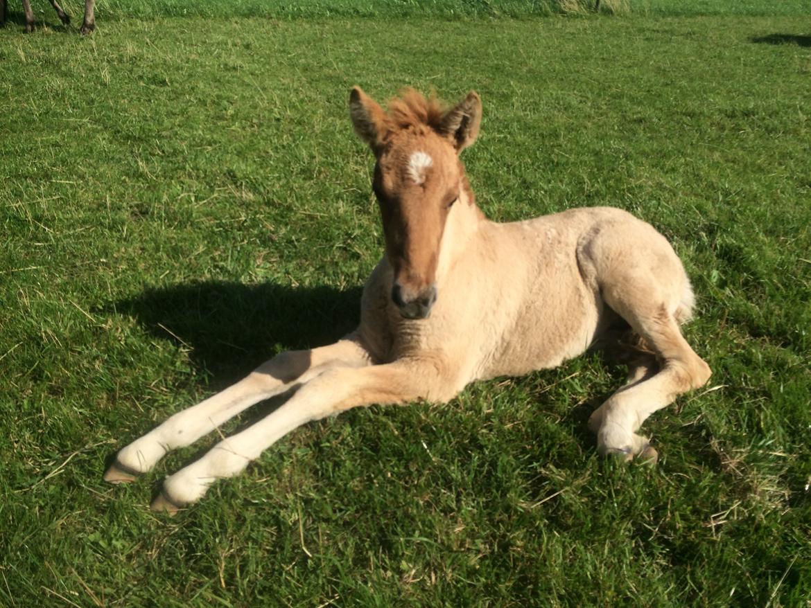 Islænder Fjalladís Fra Nordal billede 11