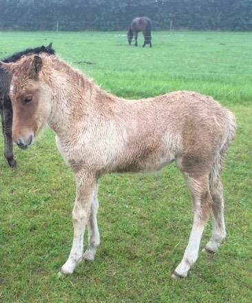 Islænder Fjalladís Fra Nordal billede 8